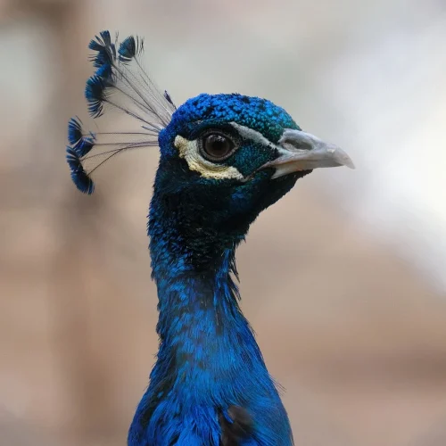 peacock-8440548_1280